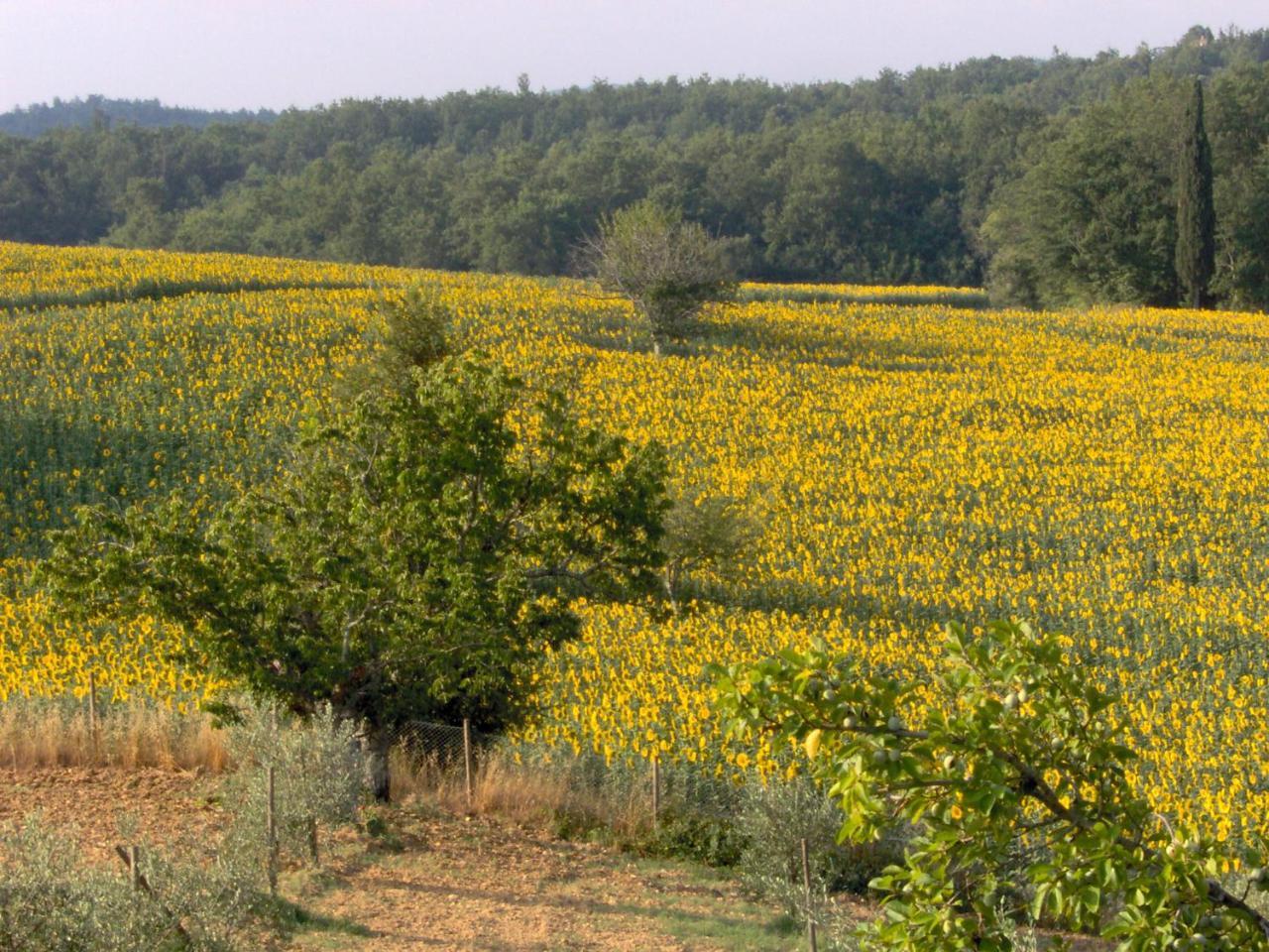 Agriturismo Natura E Salute San Gimignano Extérieur photo